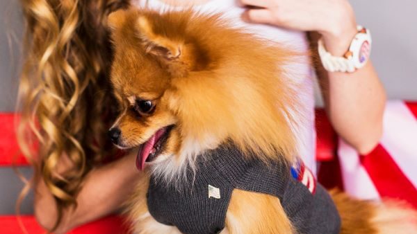 perros con Piel Sensible