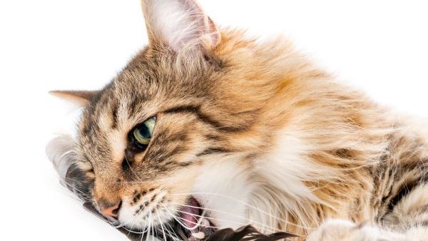 Cuidar el Pelaje de un Gato